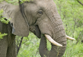 Sydafrikansk Elefant Vandramera - Vandringsresor