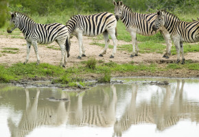 Sydafrika Zebror Vandramera - Vandringsresor
