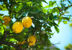 Sardinien, Citronväxt Vandramera - Vandringsresor