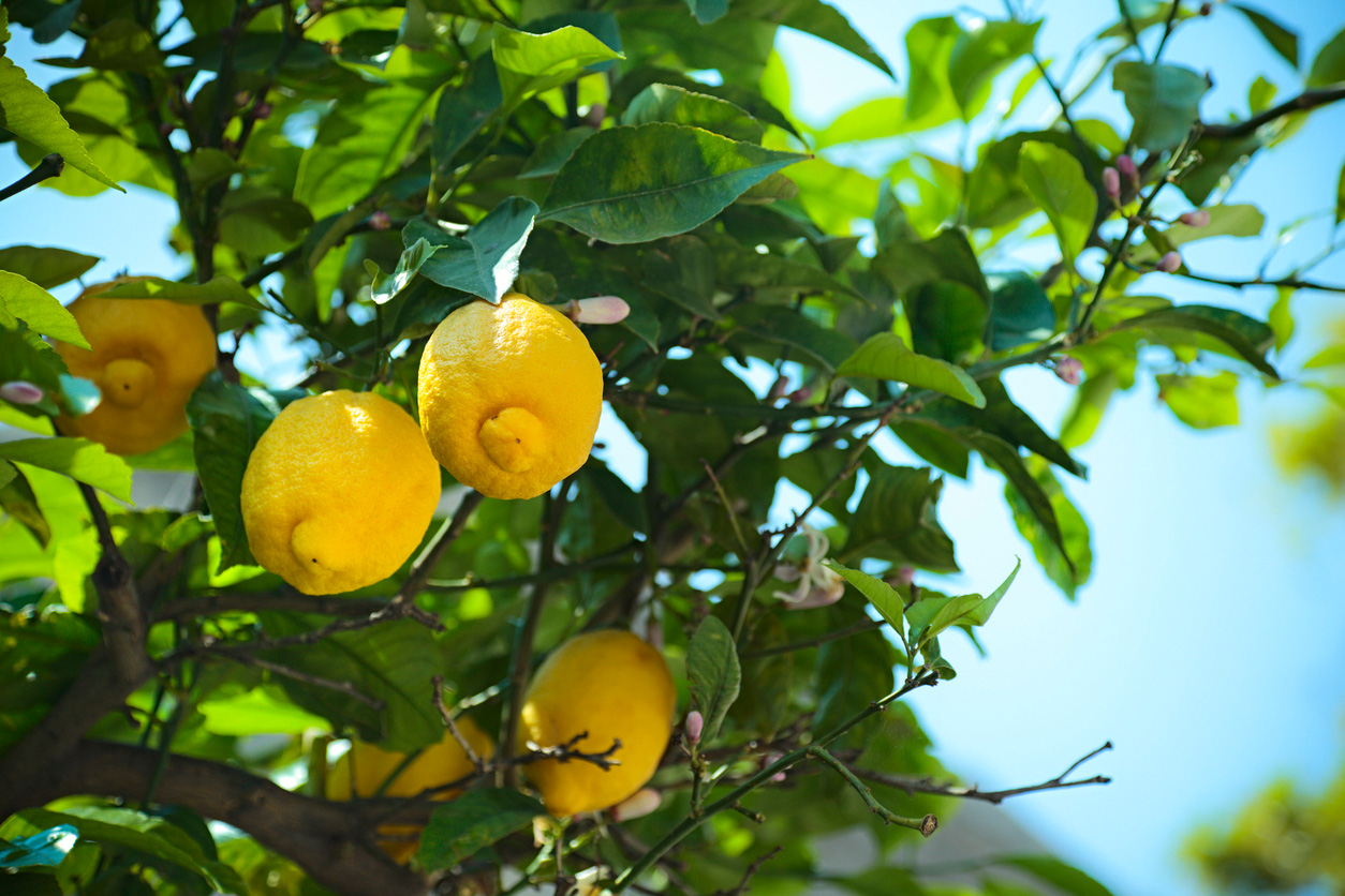 Sardinien, Citronväxt Vandramera - Vandringsresor