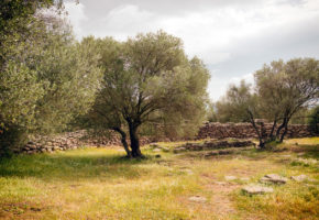 Sardinien, Vacker växtlighet Vandramera - Vandringsresor