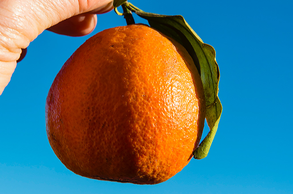 Apelsin, Marocko Vandramera - Vandringsresor